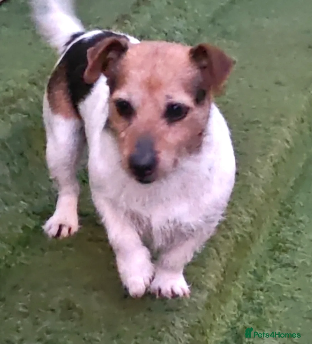 Jack Russell dogs for sale: Jack Russel puppies  - Advert 1