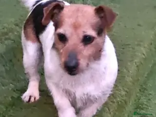 Jack Russell dogs Jack Russel puppies - Advert 6