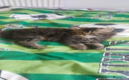 Persian cats for sale: Persian kittens  - Image 8