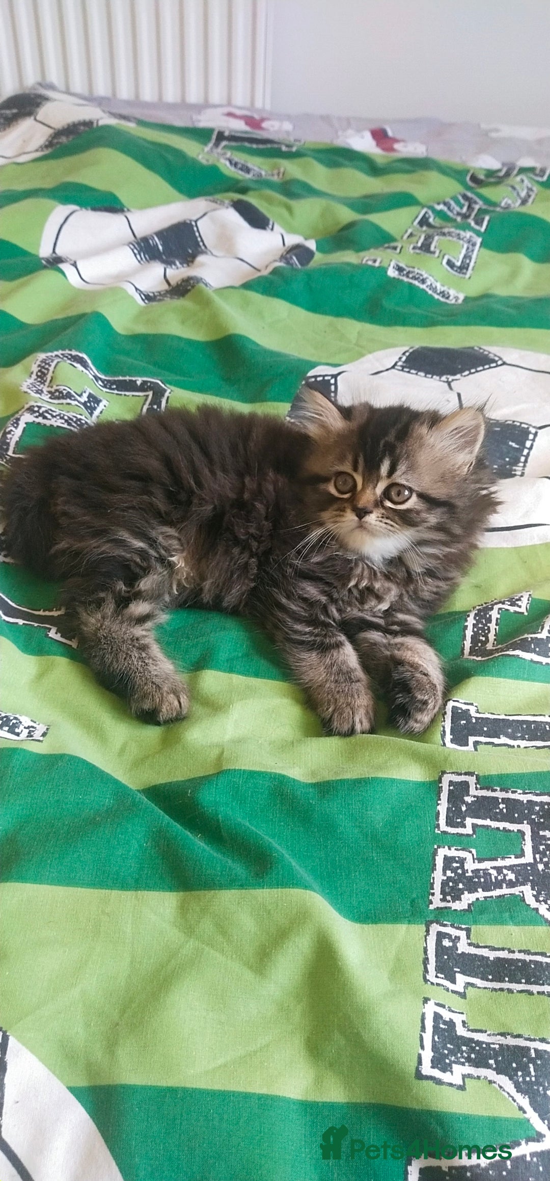 Persian cats for sale: Persian kittens  - Image 8