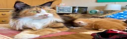 Maine Coon cats for sale: 4 remaining kittens - Maincoons pure breed  - Advert 1