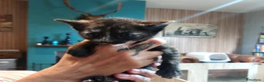 Mixed Breed 2
