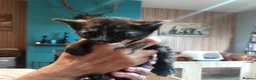 Mixed Breed cats for sale: Gingal kitte s x 5 - Advert 11