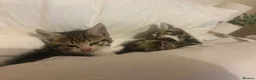 Mixed Breed cats for sale: 5 kittens ready to go 15/05/2026 - Advert 7