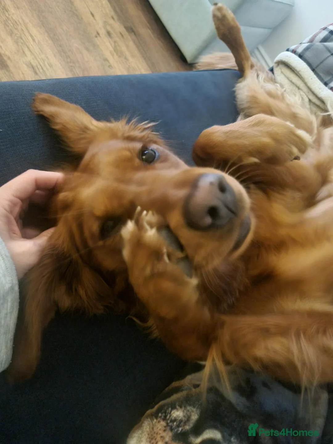 Golden Retriever dogs for sale: Bella red fox retriever  in Haywards Heath - Advert 2