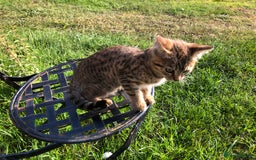 Bengal cats for sale: Bengal x British blue boys in Liss - Image 17