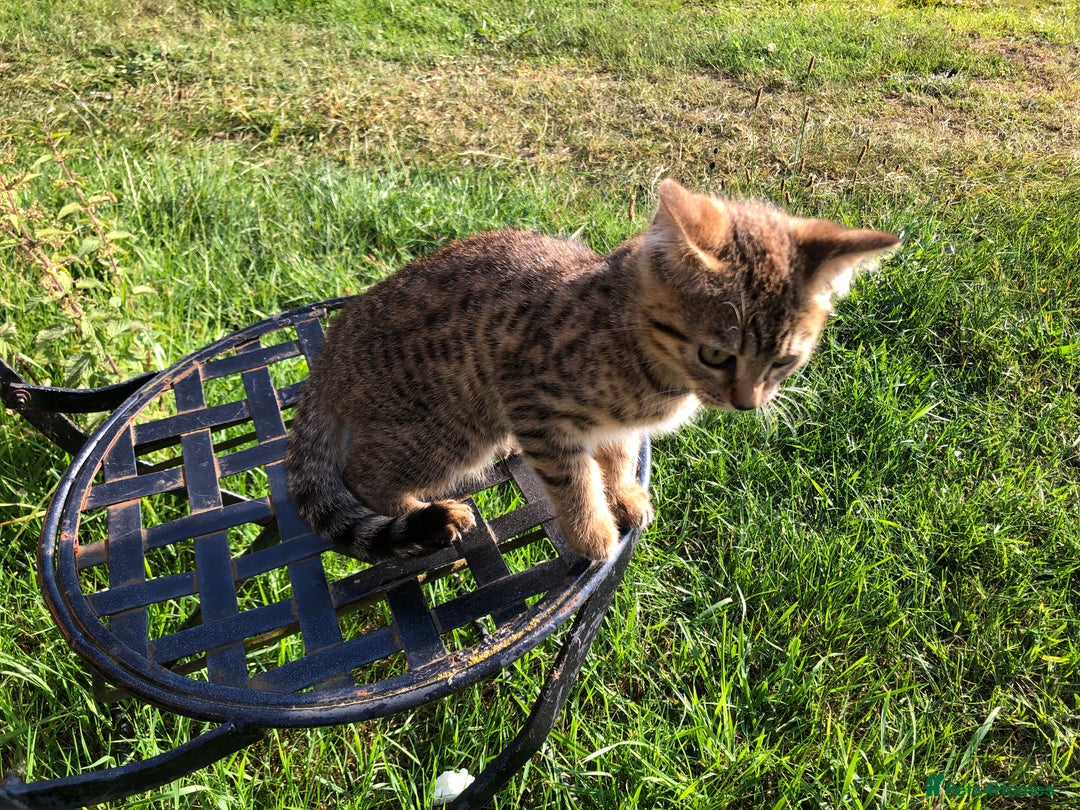 Bengal cats for sale: Bengal x British blue boys in Liss - Image 17