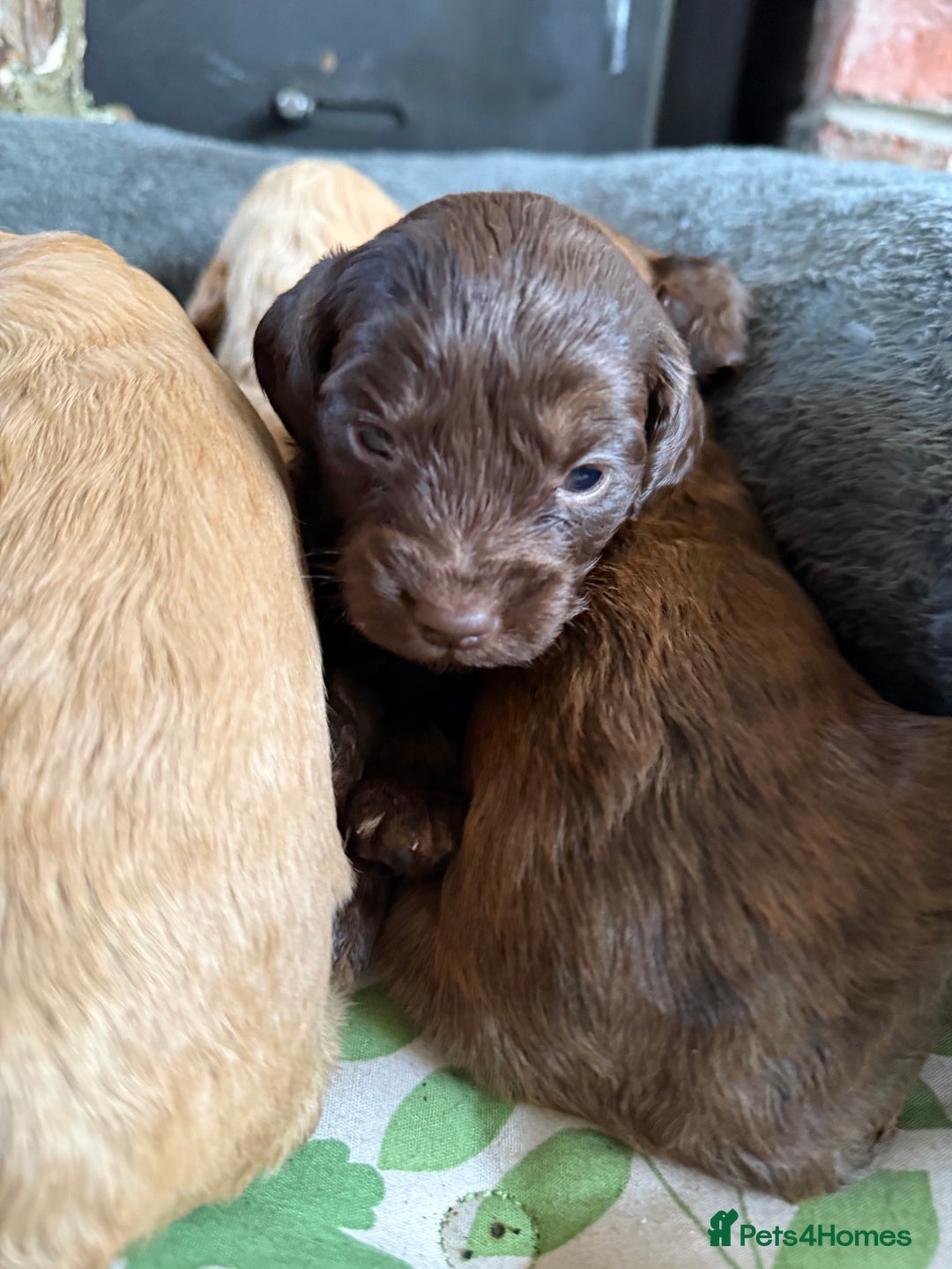 Cockapoo dogs for sale: 8 beautiful miniature cockapoo puppies - Advert 5