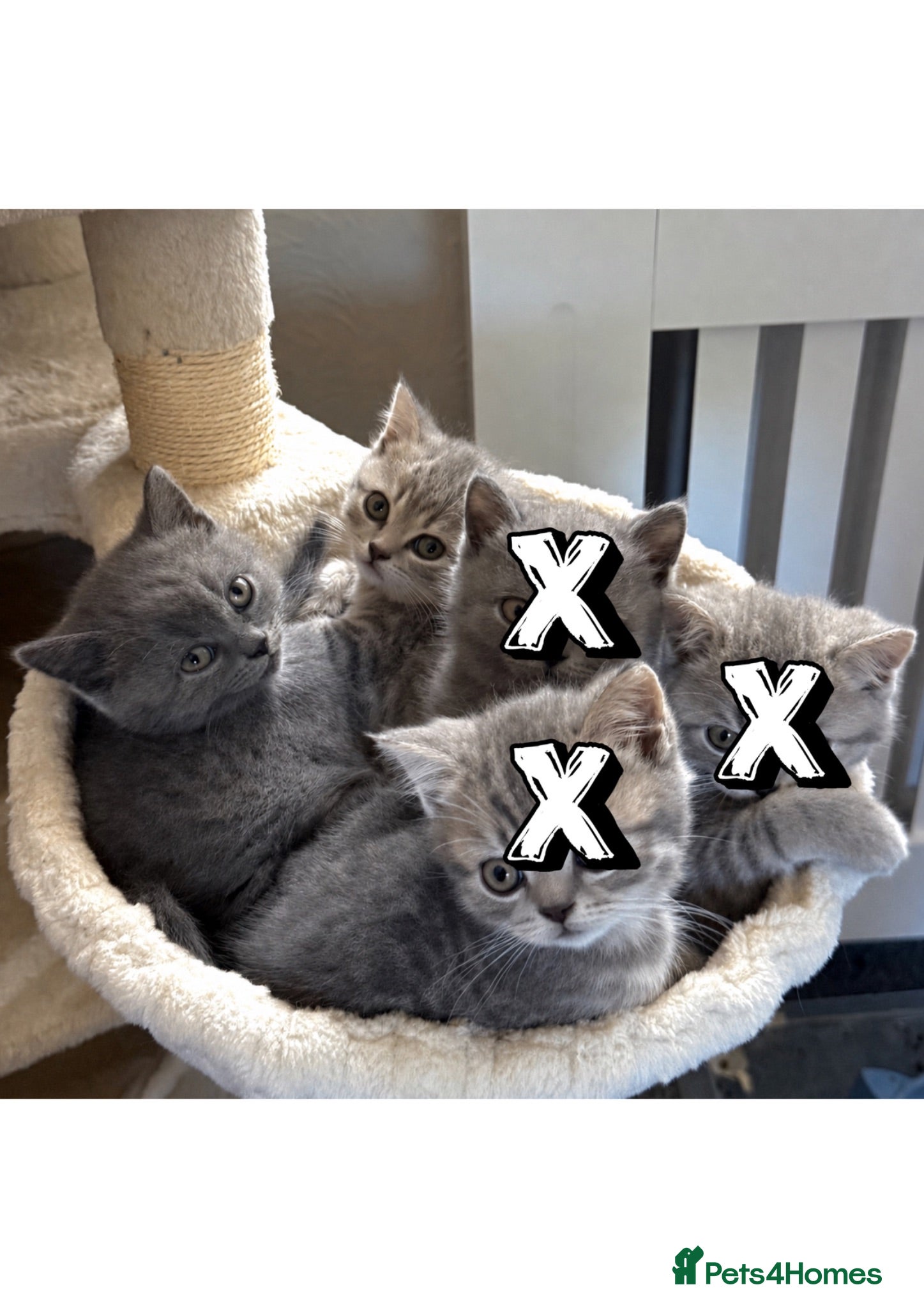 British Shorthair cats British short hair female kittens  - Advert 7