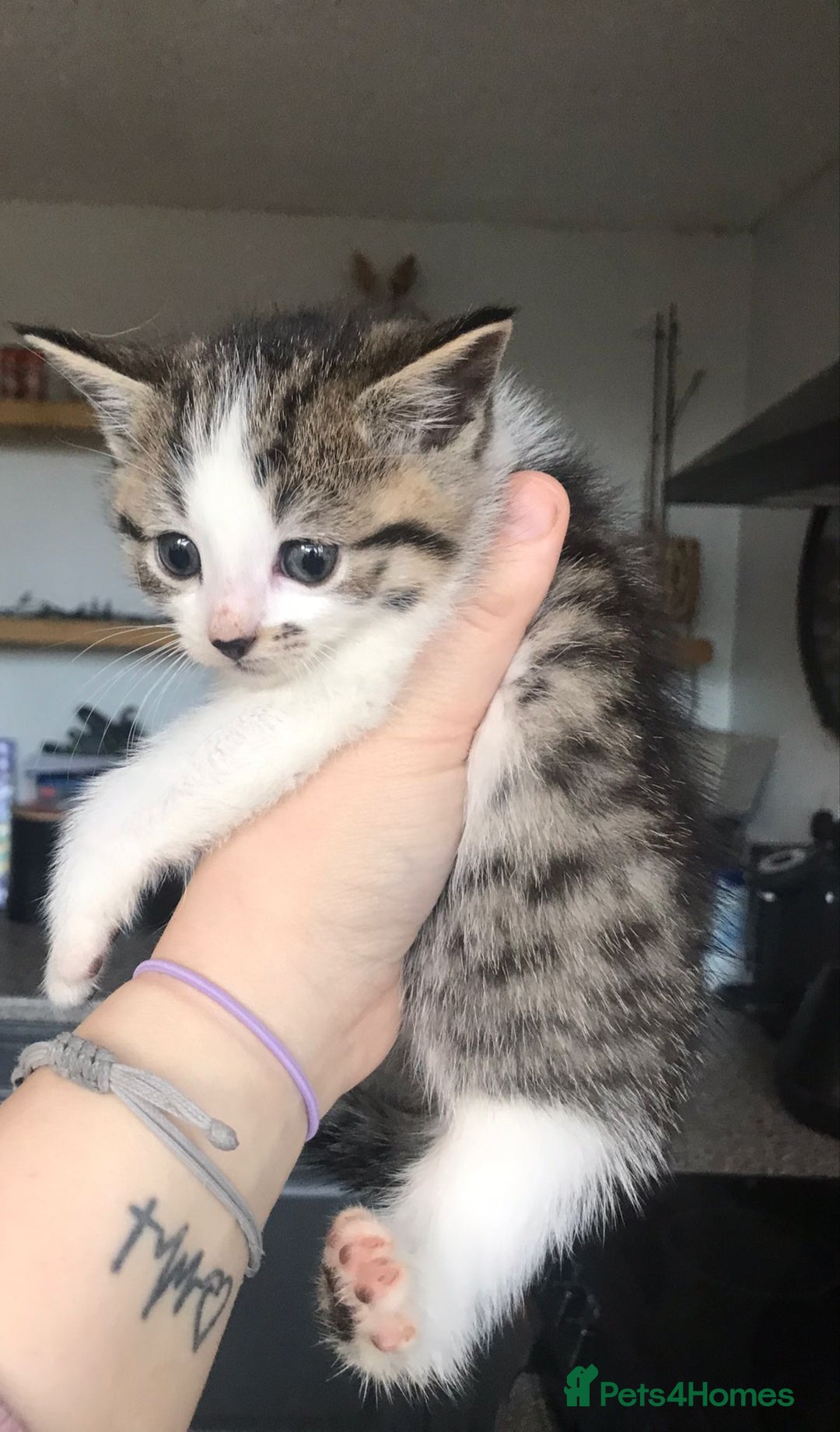 Mixed Breed cats for sale: 4 ragdoll cross mackerel tabby kittens  - Advert 11