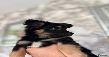 Chihuahua dogs - Advert 7