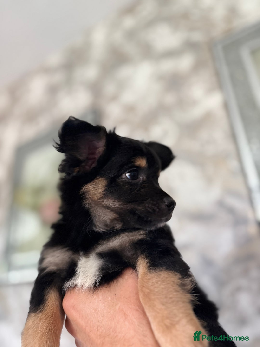 Chihuahua dogs for sale: Chihuahua x Italian volpino (5 puppies left ) 🏆 - Image 5