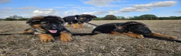 German Shepherd dogs for sale: KC German Shepherd puppies  - Advert 3