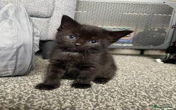 British Longhair cats for sale: Honey’s Kittens!  - Image 23