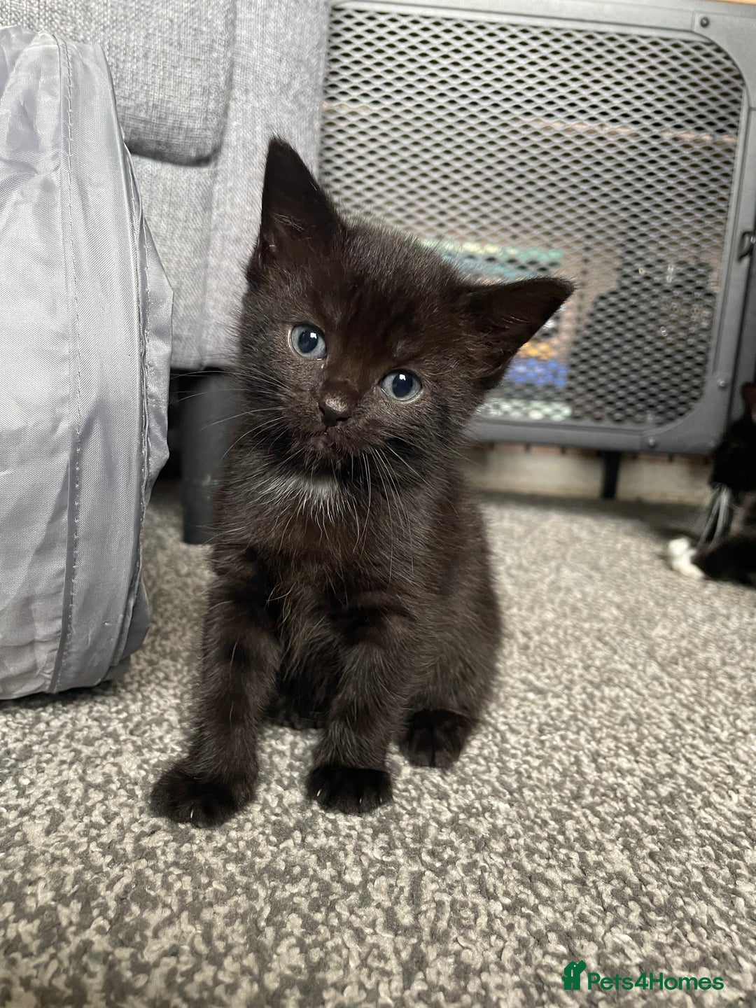 British Longhair cats for sale: Honey’s Kittens!  - Image 23