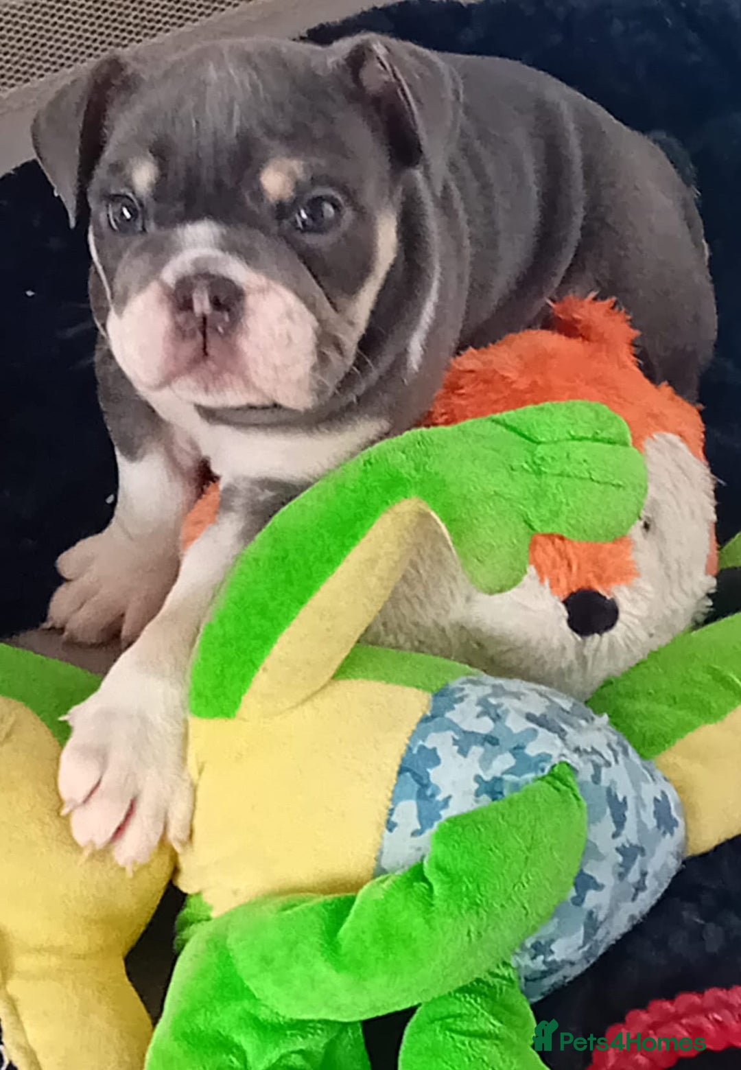 English Bulldog dogs for sale: Blue tri coloured bulldog puppys - Image 4