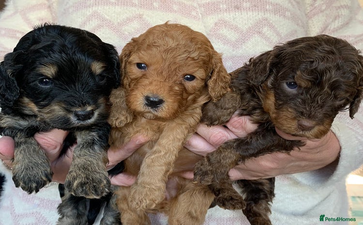 Cockapoo dogs - Advert 9