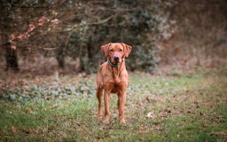 Labrador Retriever dogs for sale: Red pups due - Image 5