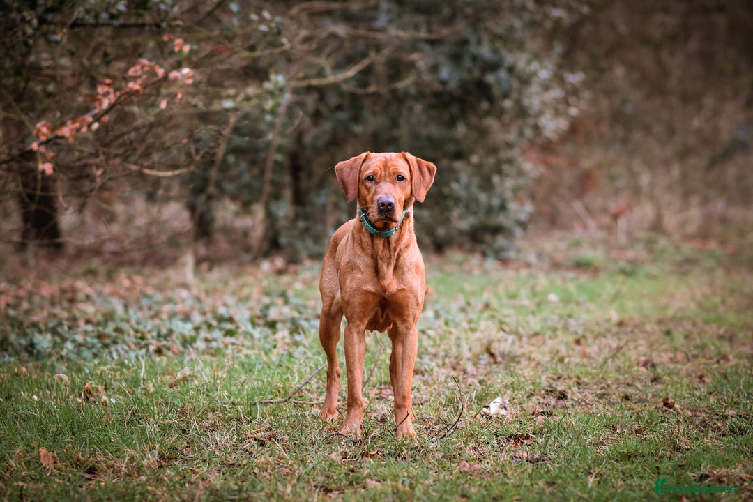 Labrador Retriever dogs for sale: Red pups due - Image 5