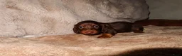Miniature Dachshund dogs for sale: Long Haired Mini Dachshunds 🐶 - Advert 8