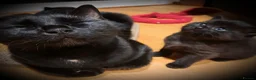 Mixed Breed cats for sale: 3 Adorable Black Kittens looking for Home - Advert 15