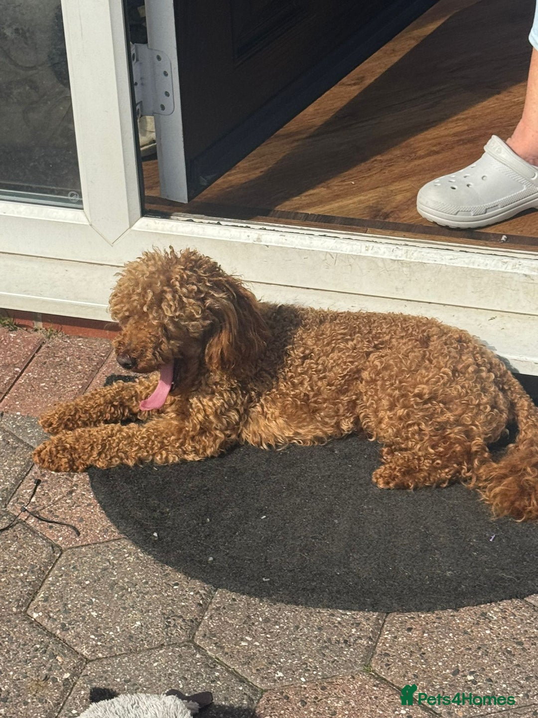 Toy Poodle dogs for stud: red toy poodle STUD ONLY  - Advert 1