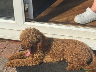 Toy Poodle dogs - Advert 3