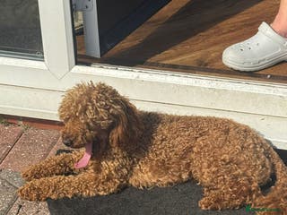 Toy Poodle dogs red toy poodle STUD ONLY - Advert 6