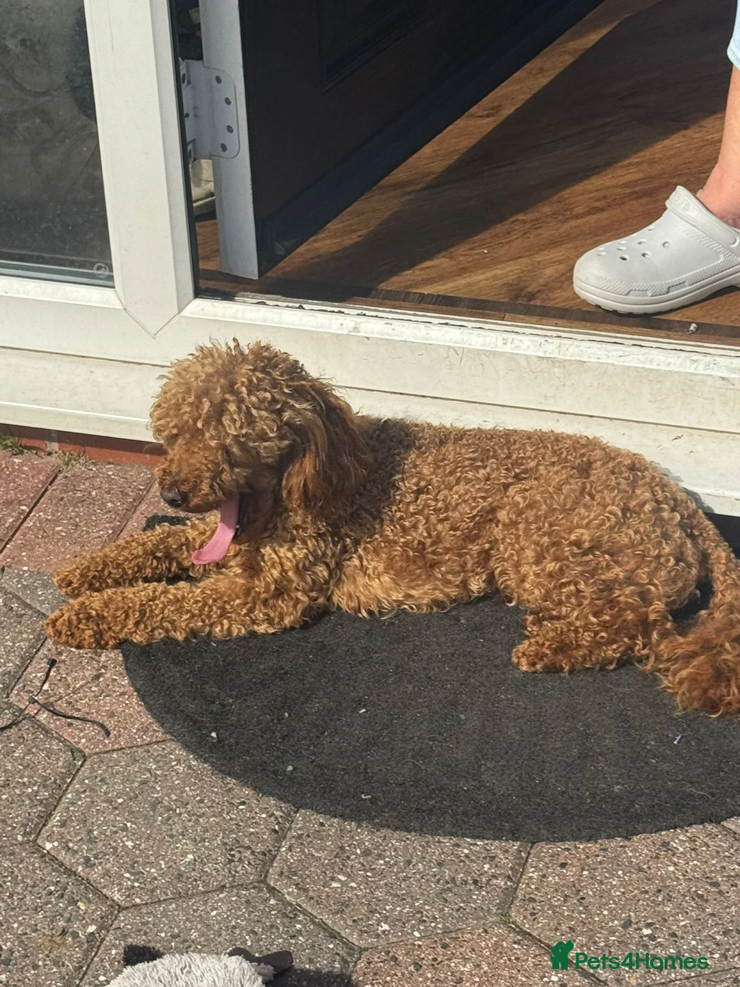 Toy Poodle dogs for stud: red toy poodle STUD ONLY  - Advert 1
