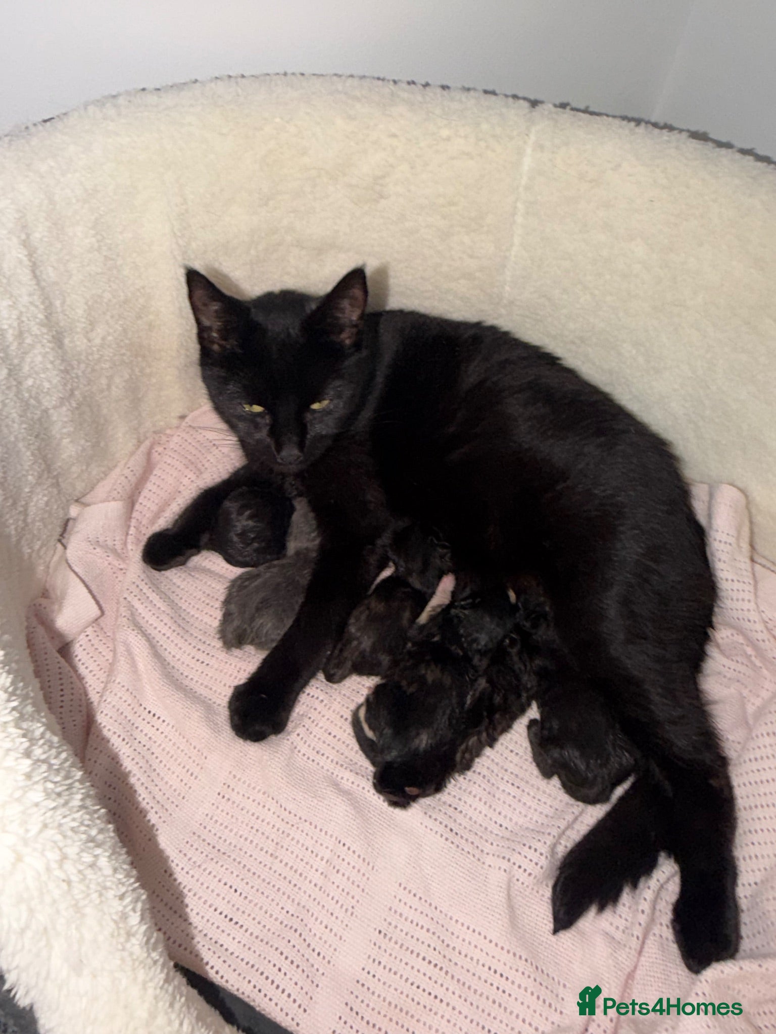 Domestic Shorthair cats 5 beautiful domestic shorthair kittens  - Advert 7