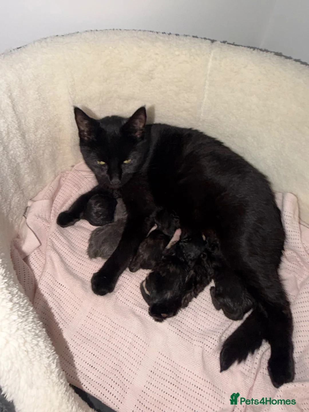 Domestic Shorthair cats for sale: 5 beautiful domestic shorthair kittens  - Advert 1