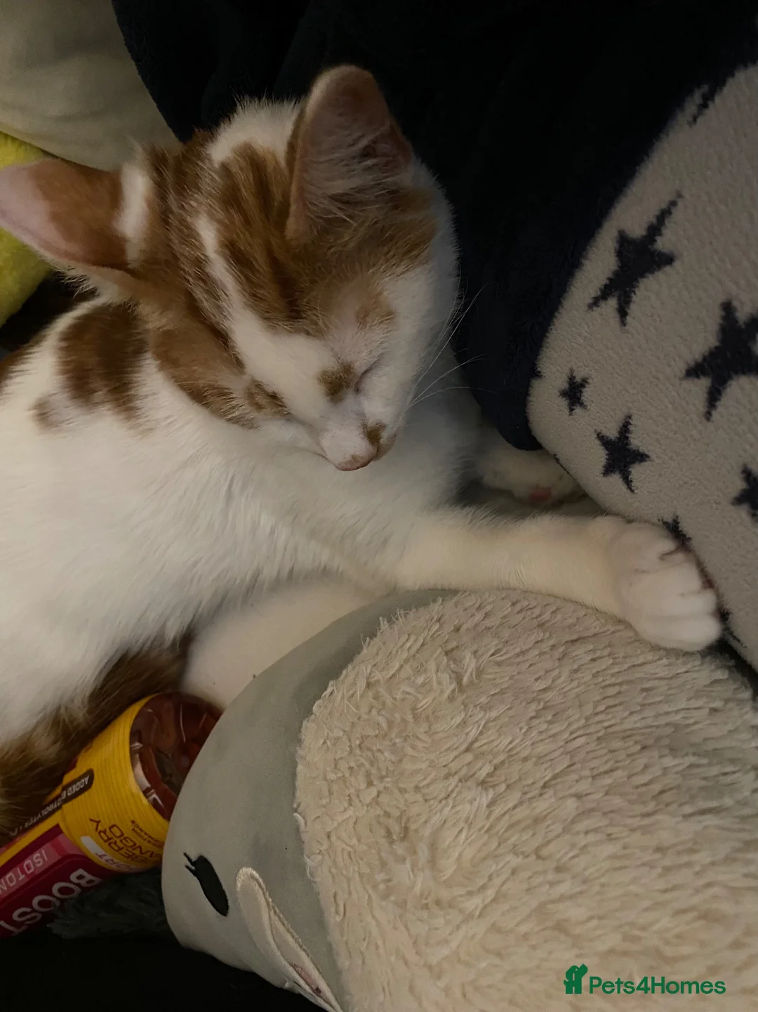 Domestic Shorthair cats for sale: Teddy - Advert 6