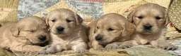 Golden Retriever dogs for sale: Golden Retriever Puppies Ready 13 April in Llandysul - Advert 14