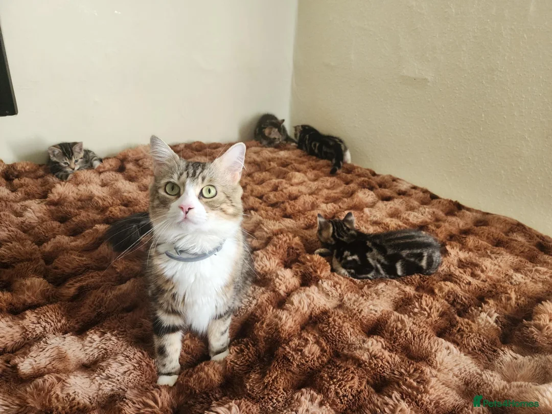 Mixed Breed cats for sale: Take home your best friend - Advert 1
