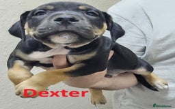 Mixed Breed dogs for sale: Confident & Well-Socialised Presa x Staffy Pups - Image 17