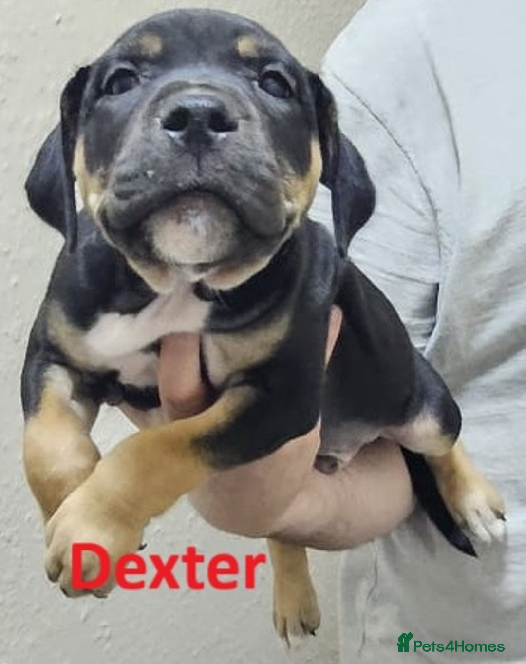 Mixed Breed dogs for sale: Confident & Well-Socialised Presa x Staffy Pups - Image 17