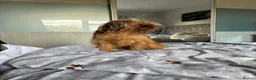 Mixed Breed dogs for sale: griffon cross Chihuahua puppies in Darlington - Advert 14