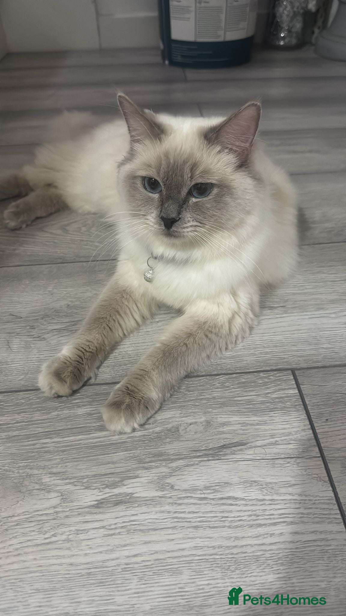 Ragdoll cats TICA Pedigree Ragdolls Kittens  - Advert 2