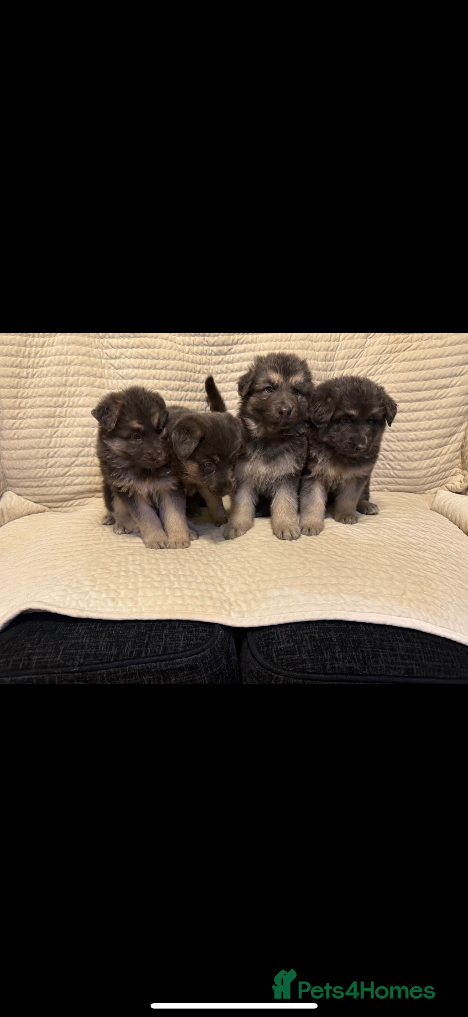German Shepherd dogs for sale: RARE BLUE GERMAN SHEPHERD PUPPIES KC - Advert 1