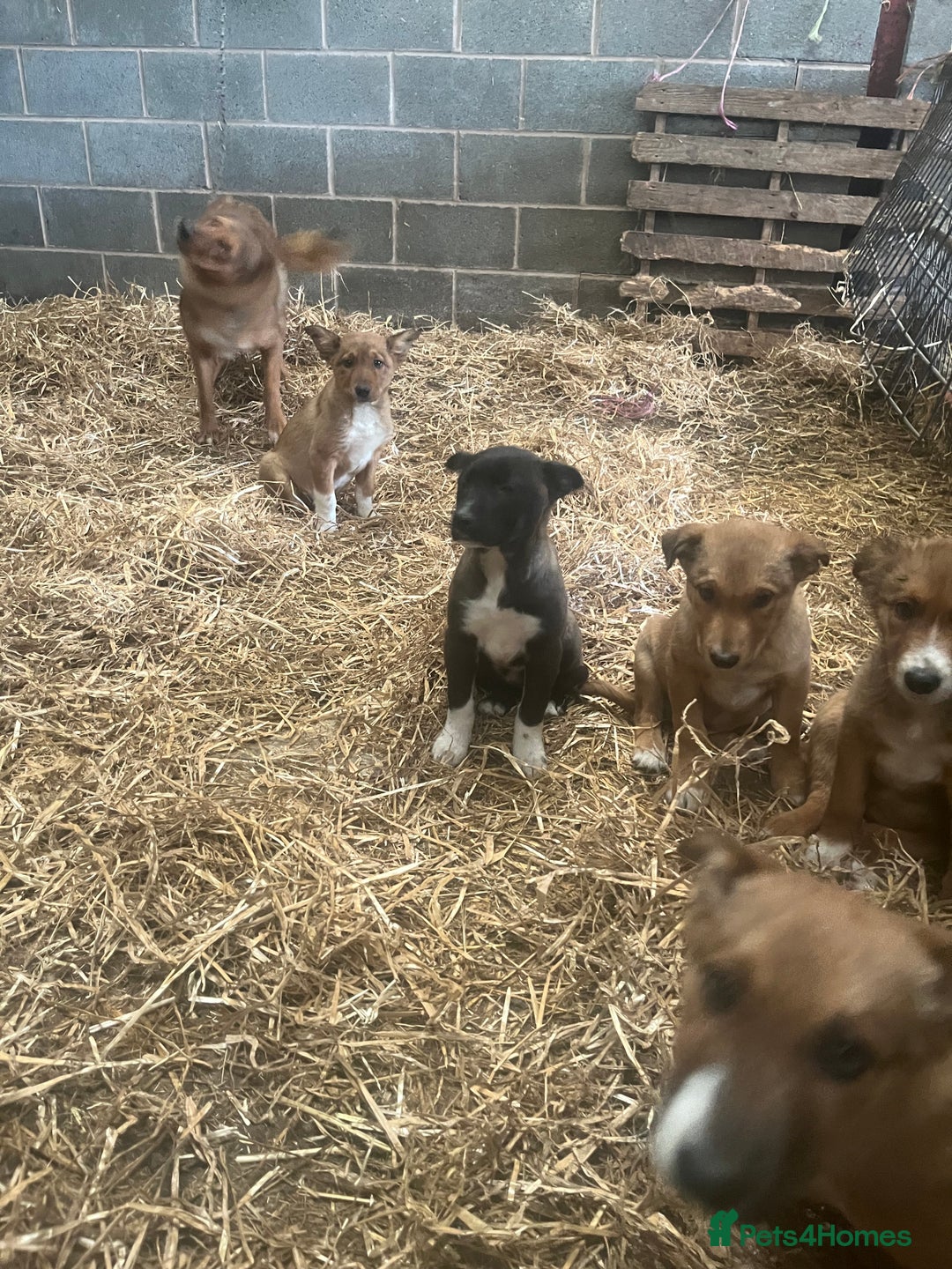 Border Collie dogs for sale: 5 border collie - Image 1