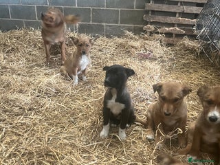 Border Collie dogs - Advert 8