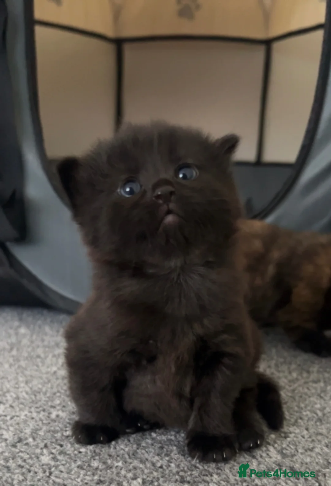 Mixed Breed cats for sale: 4 mixed breed kittens  in Newcastle - Advert 5