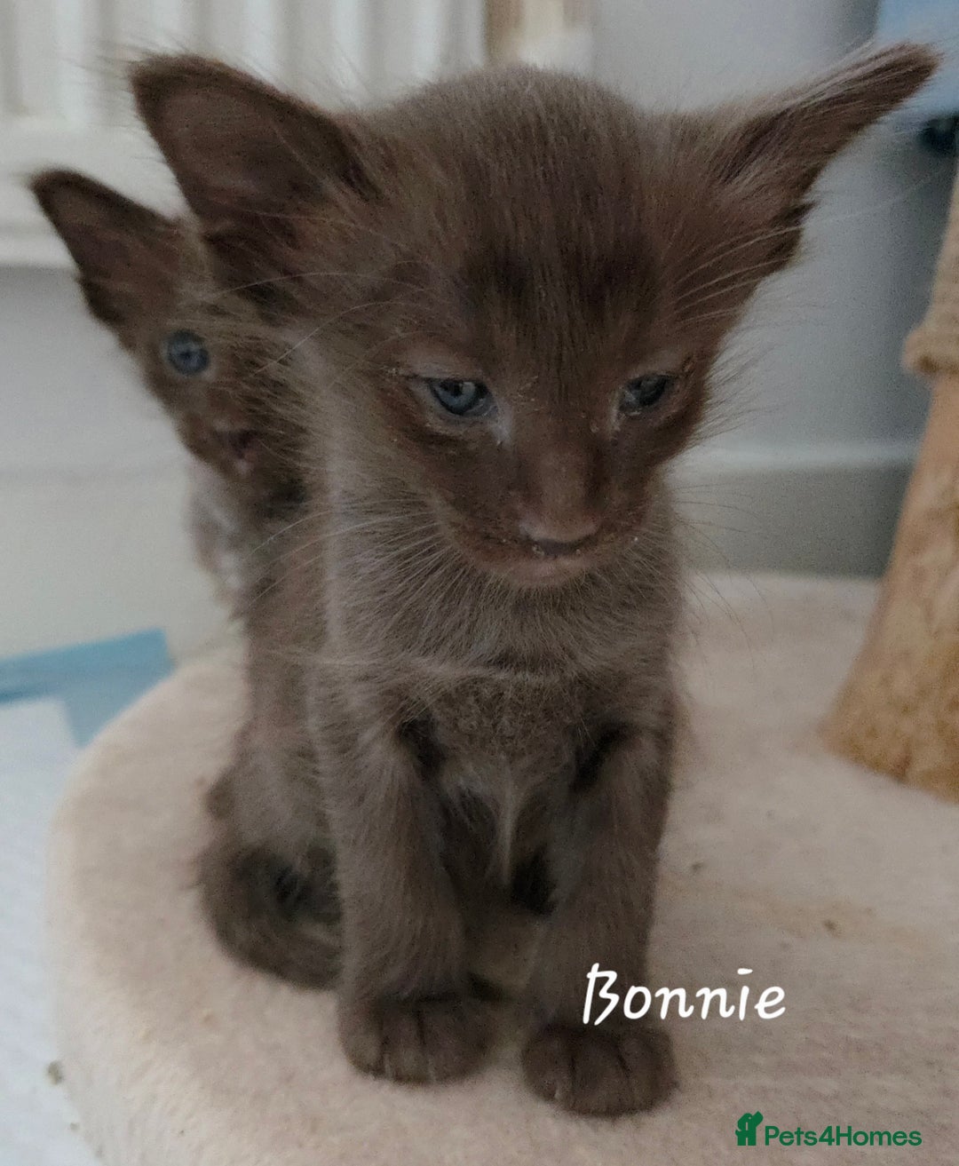 Oriental cats for sale: Beautiful GCCF registered Oriental Longhair girls - Image 13