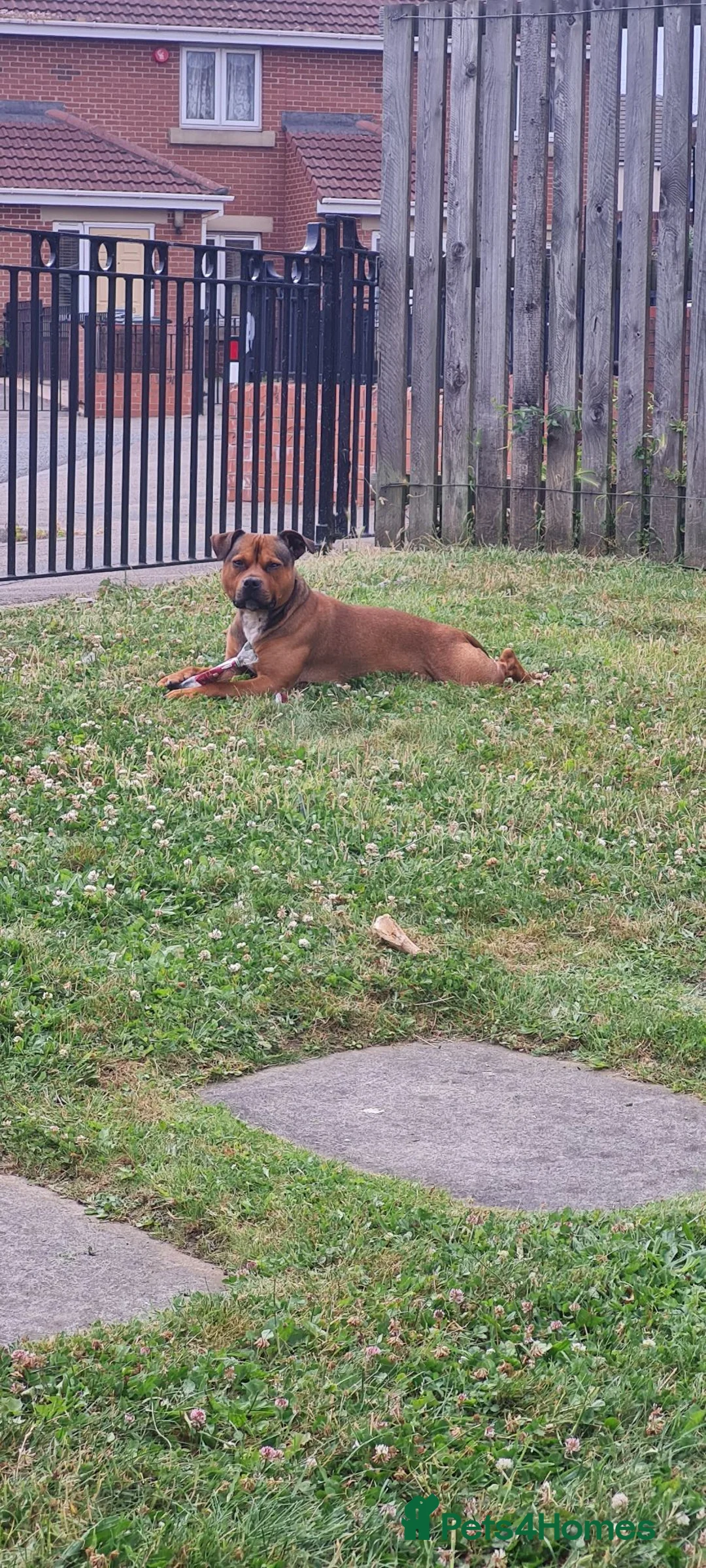 Staffordshire Bull Terrier dogs for stud: Gerry in North Shields - Advert 2