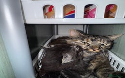British Longhair cats for sale: Beautiful British longhair kittens - Image 7