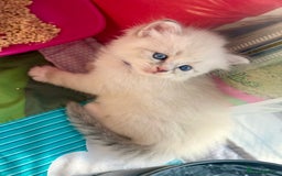 Siberian cats for sale: Only one Champion line girl available 🥰🥰 - Image 10