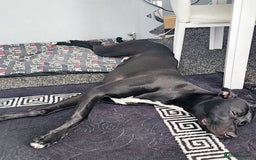 Mixed Breed dogs for sale: Bayley - Image 1