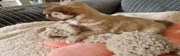 Chihuahua dogs for sale: Chihuahua puppy's  - Advert 26