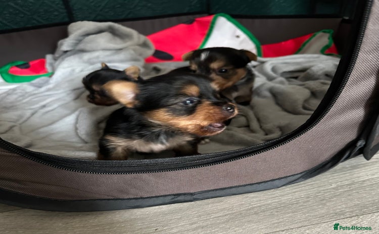 Yorkshire Terrier dogs - Advert 1