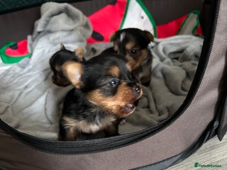 Yorkshire Terrier dogs - Advert 10